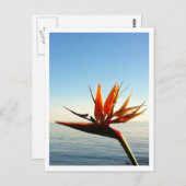 Paradiesvogel Postkarte (Vorne/Hinten)