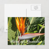 Paradiesvogel Postkarte (Vorne/Hinten)