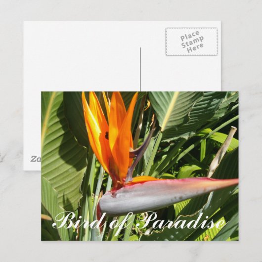 Paradiesvogel Postkarte (Vorne/Hinten)