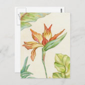 Paradiesvogel Postkarte (Vorne/Hinten)