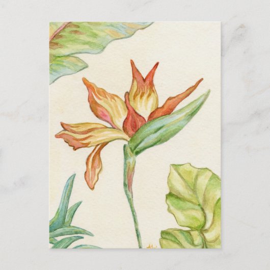 Paradiesvogel Postkarte (Vorderseite)