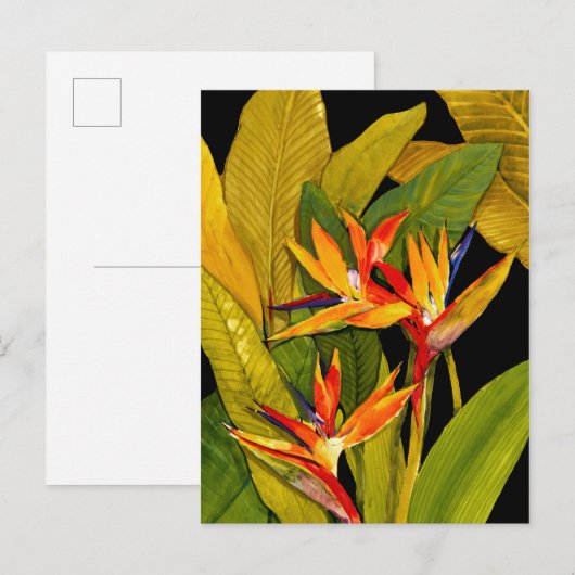 Paradiesvogel Postkarte (Vorne/Hinten)