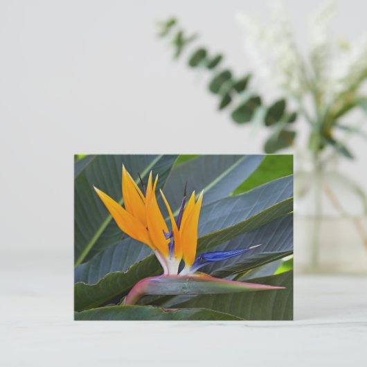 Paradiesvogel Postkarte (Stehend Vorderseite)