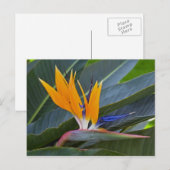 Paradiesvogel Postkarte (Vorne/Hinten)