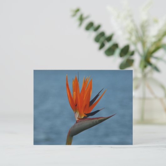 Paradiesvogel Postkarte (Stehend Vorderseite)