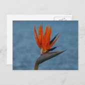 Paradiesvogel Postkarte (Vorne/Hinten)