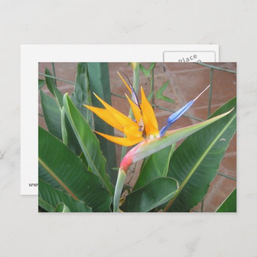 Paradiesvogel Postkarte (Vorne/Hinten)