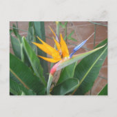 Paradiesvogel Postkarte (Vorderseite)