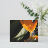 Paradiesvogel Postkarte (Stehend Vorderseite)