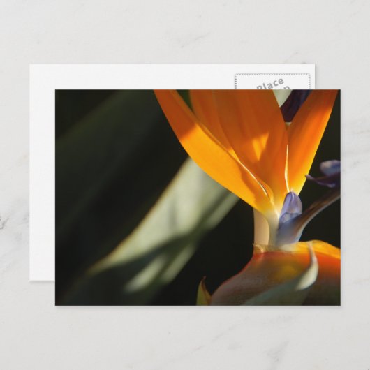 Paradiesvogel Postkarte (Vorne/Hinten)