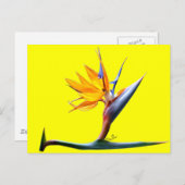 Paradiesvogel Postkarte (Vorne/Hinten)