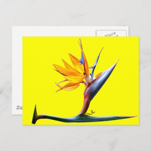 Paradiesvogel Postkarte (Vorne/Hinten)