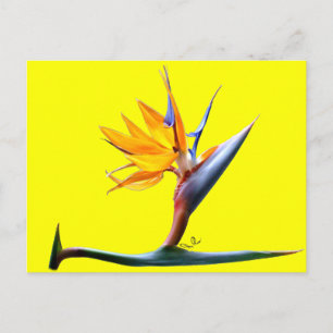 Paradiesvogel Postkarte