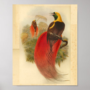 Paradiesvögel Rot Grün Gelb Vintage-Druck Poster