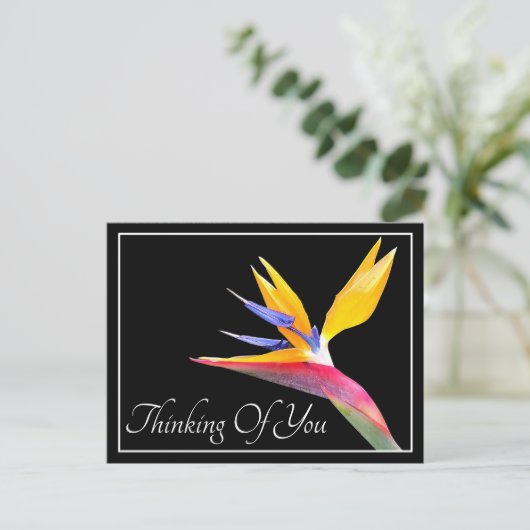 Paradiesvogel, Schwarzer Hintergrund Postkarte (Stehend Vorderseite)