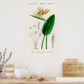 Paradiesvogel (Strelitzia Reginae) Poster (Küche)
