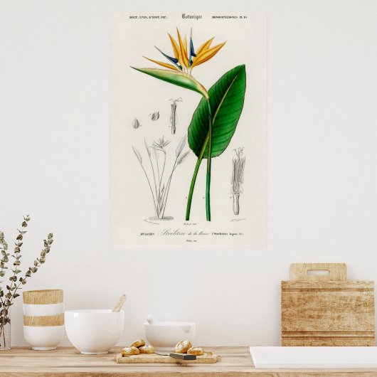 Paradiesvogel (Strelitzia Reginae) Poster (Küche)