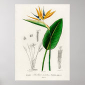 Paradiesvogel (Strelitzia Reginae) Poster (Vorne)