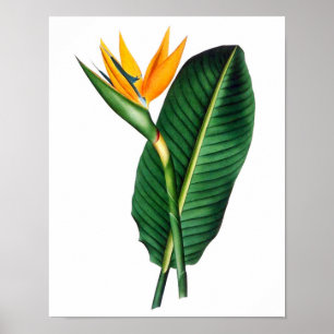 Paradiesvogel tropisches botanisches Plakat des
