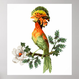 Paradiesvogel und exotische Blume auf weißem Grund Poster
