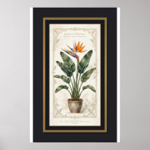 Paradiesvogel Vintage-Botanikposter gerahmt