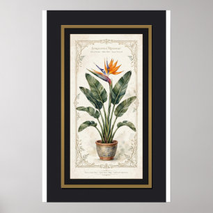 Paradiesvogel Vintage-Botanikposter gerahmt Poster