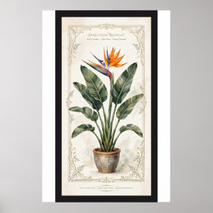 Paradiesvogel Vintage-Botanikposter mit Passeparto Poster