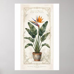 Paradiesvogel Vintage-Botanikposter Poster