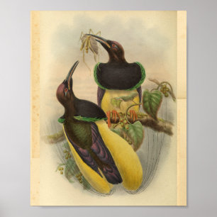 Paradiesvögel Vogel Grün Gelb Vintage Druck Poster