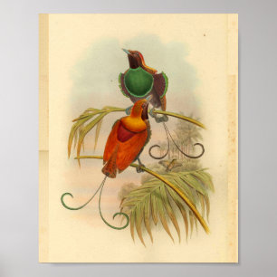 Paradiesvögel Vogel Grün Rot Vintage-Druck Poster