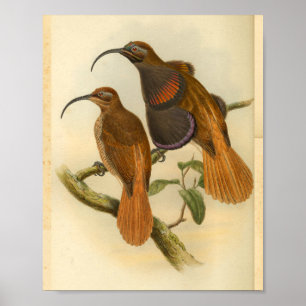 Paradiesvögel Vogel Orange Farbe Vintage Druck Poster