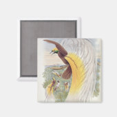 Paradiesvogel, von "Vögeln der neuen Guinea" Magnet (Vorderseite/Rückseite)