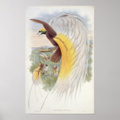 Paradiesvogel, von "Vögeln der neuen Guinea" Poster (Vorne)