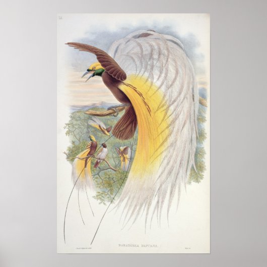 Paradiesvogel, von "Vögeln der neuen Guinea" Poster (Vorne)