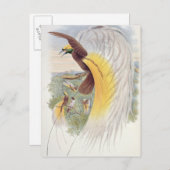 Paradiesvogel, von "Vögeln der neuen Guinea" Postkarte (Vorne/Hinten)