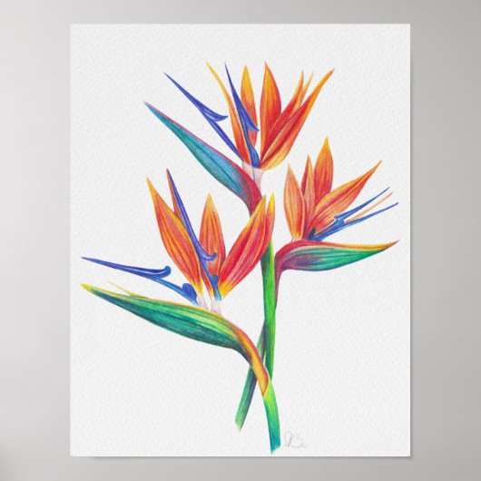 Paradiesvogel Zeichnend Poster (Vorne)