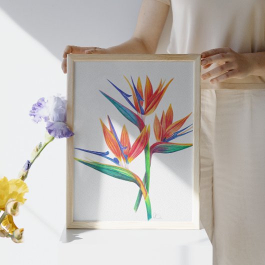 Paradiesvogel Zeichnend Poster