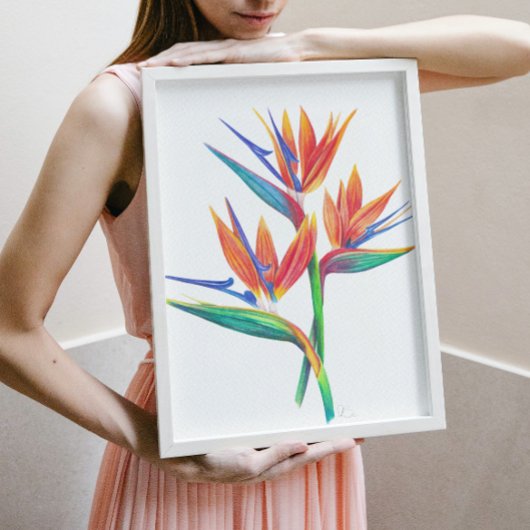 Paradiesvogel Zeichnend Poster