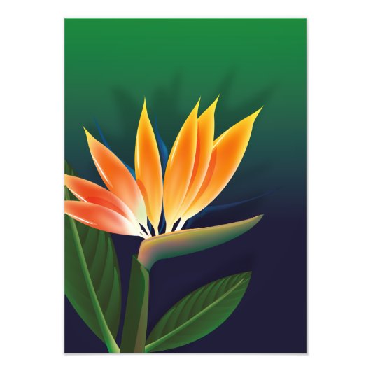 Paradiesvogelblume Fotodruck (Vorne)