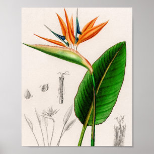 Paradiesvogelblume vintage illustriert poster