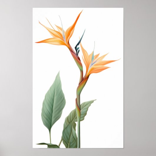 Paradiesvogeldarstellung (Blume) Poster (Vorne)