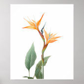 Paradiesvogeldrawing (Blume) Poster (Vorne)