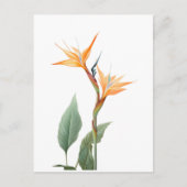 Paradiesvogeldrawing (Blume) Postkarte (Vorderseite)