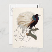 Paradise Bird Postcard Postkarte (Vorne/Hinten)