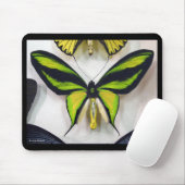 Paradise birdwing , Ornithoptera paradisea Mousepad (Mit Mouse)