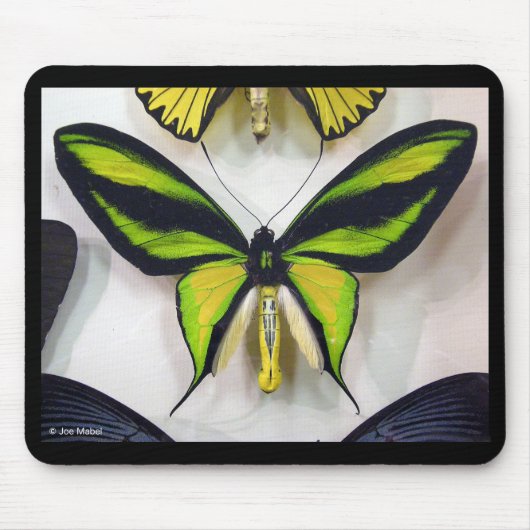 Paradise birdwing , Ornithoptera paradisea Mousepad (Vorne)