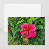 PARADISE BLUME POSTCARD POSTKARTE (Vorne/Hinten)