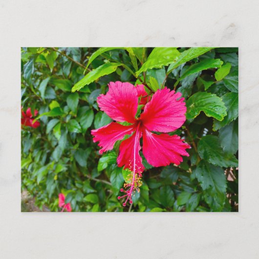 PARADISE BLUME POSTCARD POSTKARTE (Vorderseite)