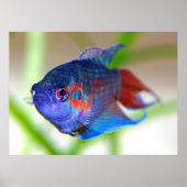 Paradise fish Macropodus opercularis Poster (Vorne)