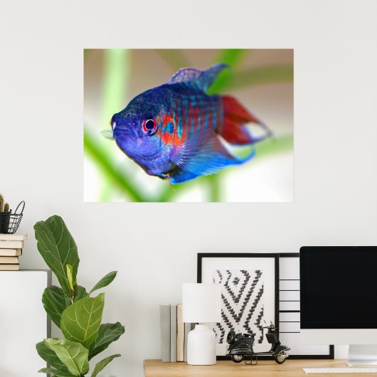 Paradise fish Macropodus opercularis Poster (Heimbüro)